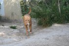 update 1mar19 Sibia (7)