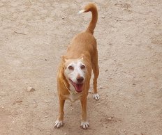 Update 29juli24 - Sibia (1)