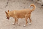 Update 29juli24 - Sibia (4)