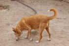 Update 29juli24 - Sibia (5)