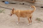 Update 29juli24 - Sibia (6)