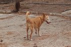 Update 29juli24 - Sibia (7)