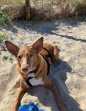 Update 5aug24 - Pacco (3)