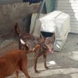 Update 28okt24 - Leon (3)