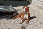 Billy (1)