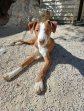 Billy (9)