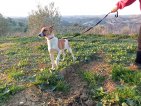Fifi (10)