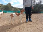 Fifi (2)