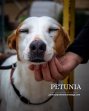 Petunia Update augustus 2026 (4)