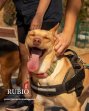 Update Rubio augustus 2026 (6)
