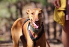 Update Wanda4 260226