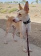Ziggy (10)