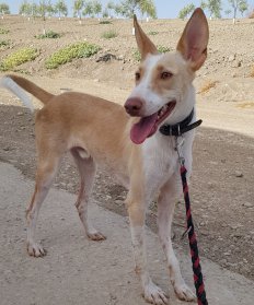 Ziggy (2)