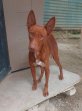 Sibu (4)