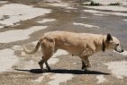 Lucrecia (4)