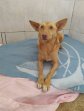 10apr25 Sancho4