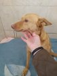 10apr25 Sancho5
