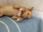 10apr25 Sancho6