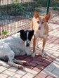 20apr25 Bandi 3