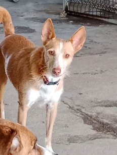 27jan26 Bandi10