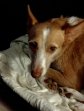 Img-Bandi