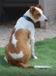 12mei25 Tintin6