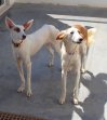 12mei25 Roxy en Blanca2