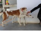 12mei25 Roxy en Blanca4