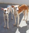 12mei25 Roxy en Blanca