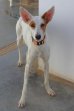 Blanca