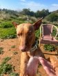 23jun25 Dobby2