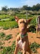 23jun25 Dobby3
