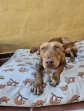 23jun25 Dobby6