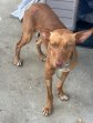 23jun25 Dobby7
