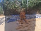 1aug25 Samson11