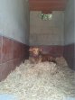1aug25 Samson14