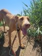 1aug25 Samson4
