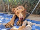 Samson 3