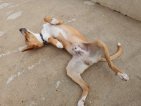 IMG20250208131307 (Groot)