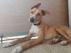 IMG20250215130935 (Groot)