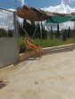 IMG20250415131143 (Groot)