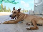 IMG_20250611_185358 (Groot)