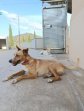 IMG_20250611_185911 (Groot)