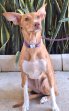 Canela 13-8-25