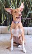Canela 13-8-25