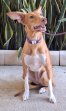 Canela 13-8-25