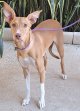 Canela 13-8-25