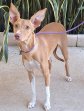 Canela 13-8-25