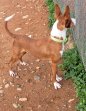 4sep26 Bosco2