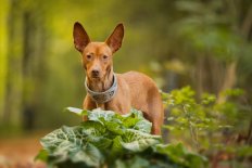 Gaia Fotoshoot met Fennfoto